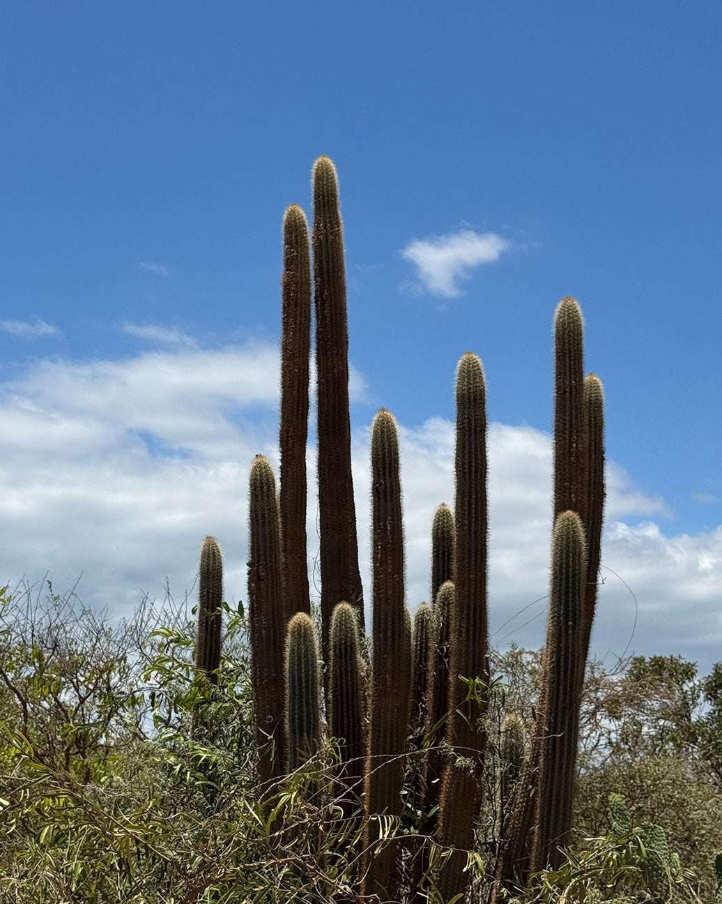 Cacti of the Dominican Southwest